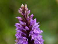 Gefleckte Knabenkraut Orchidee - Vesterålen